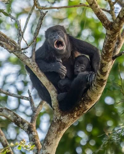 Wild Bryde Howler Monkey Earrings Full-Body, Species Photo - Unofficial Wild Bryde Collector's Guide