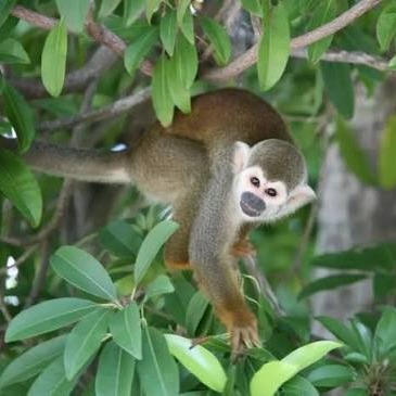 Wild Bryde Squirrel Monkey Earrings Full-Body, Naturalistic, Species Photo - Unofficial Wild Bryde Collector's Guide