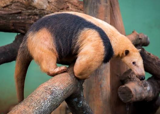 Wild Bryde Tamandua Earrings Full-Body, Naturalistic, Hallmark Photo - Unofficial Wild Bryde Collector's Guide