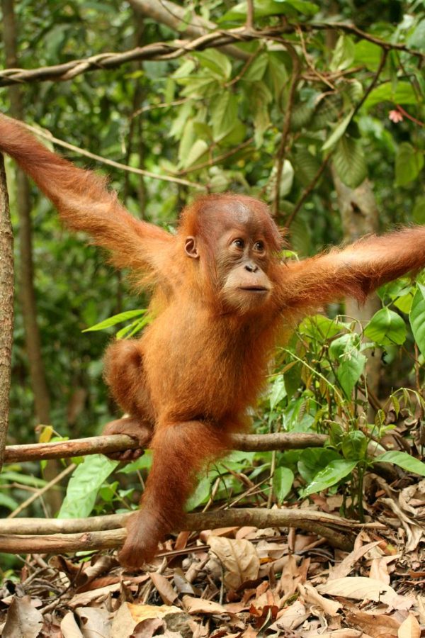 Wild Bryde Orangutan Earrings Full-Body, Whimsical, Species Ambiguous - Unofficial Wild Bryde Collector's Guide