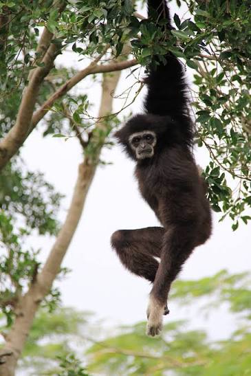 Wild Bryde Gibbon Earrings Full-Body, Species Ambiguous, Theme Overlap - Unofficial Wild Bryde Collector's Guide