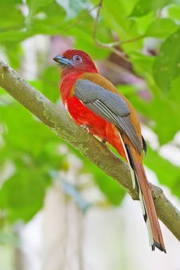 Wild Bryde Trogon Bird Earrings Full-Body, Framed, Landscape - Unofficial Wild Bryde Collector's Guide