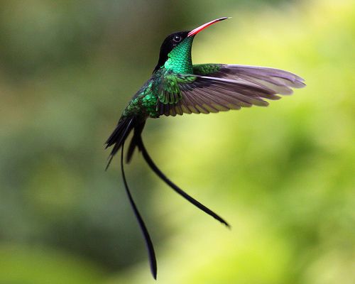 Wild Bryde Streamertail Hummingbird Brooch, Earrings, Necklace Full-Body, Landscape, Naturalistic - Unofficial Wild Bryde Collector's Guide