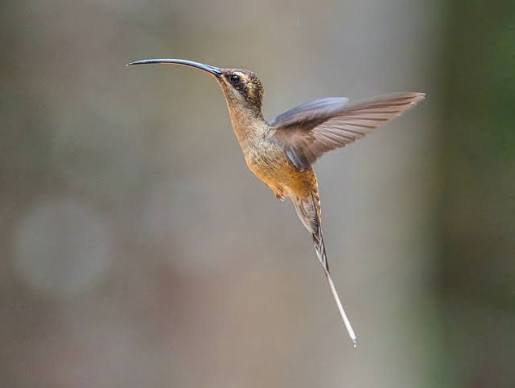 Wild Bryde Long-Tailed Hermit Hummingbird Earrings, Pendant Full-Body, Species Ambiguous, Theme Overlap - Unofficial Wild Bryde Collector's Guide