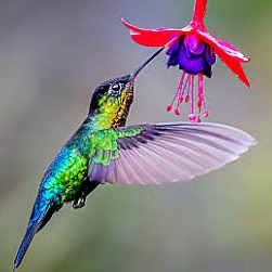 Wild Bryde Other Hummingbird Earrings, Posts, Pendant Full-Body, Framed, Landscape - Unofficial Wild Bryde Collector's Guide
