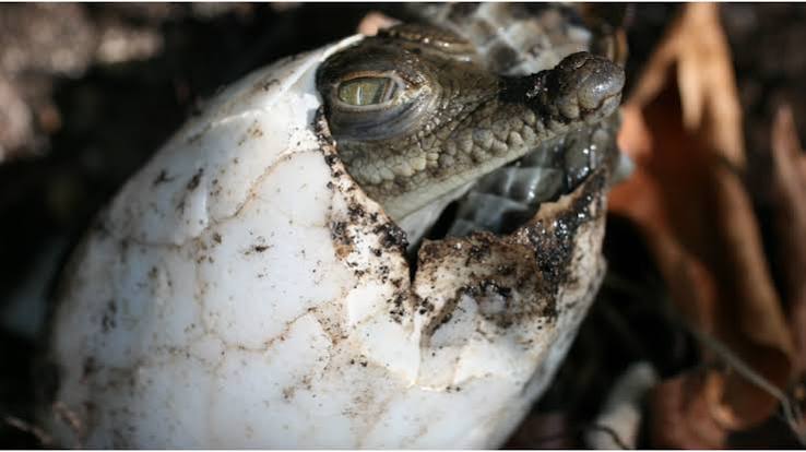 Wild Bryde Caiman Earrings Face Only, Naturalistic, Species Ambiguous - Unofficial Wild Bryde Collector's Guide