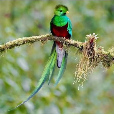 Wild Bryde Resplendant Quetzal Earrings Full-Body, Species Photo - Unofficial Wild Bryde Collector's Guide