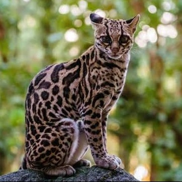 Wild Bryde Margay Earrings Full-Body, Naturalistic, Hallmark Photo - Unofficial Wild Bryde Collector's Guide