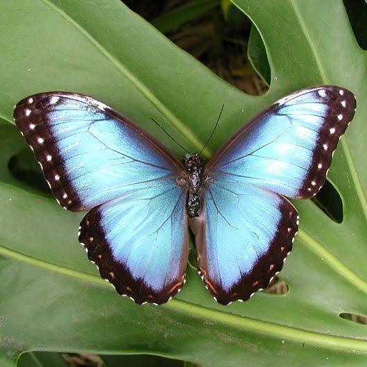 Wild Bryde Morpho Butterfly Earrings Full-Body, Framed, Species Ambiguous - Unofficial Wild Bryde Collector's Guide