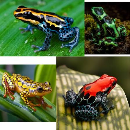 Wild Bryde Poison Arrow Frog Bracelet Full-Body, Species Photo - Unofficial Wild Bryde Collector's Guide