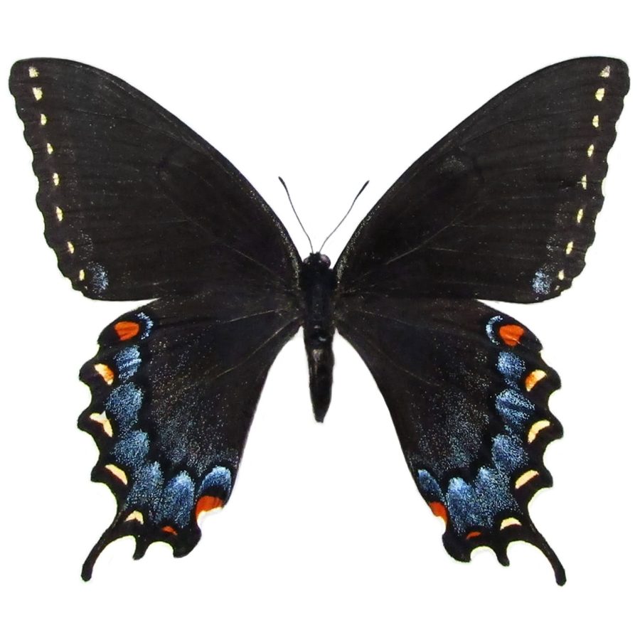 Wild Bryde Swallowtail Butterfly Earrings Full-Body, Theme Overlap, Species Photo - Unofficial Wild Bryde Collector's Guide