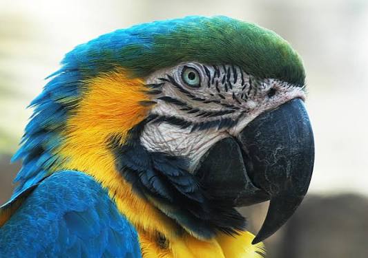 Wild Bryde Macaw Earrings Face Only, Framed, Species Photo - Unofficial Wild Bryde Collector's Guide