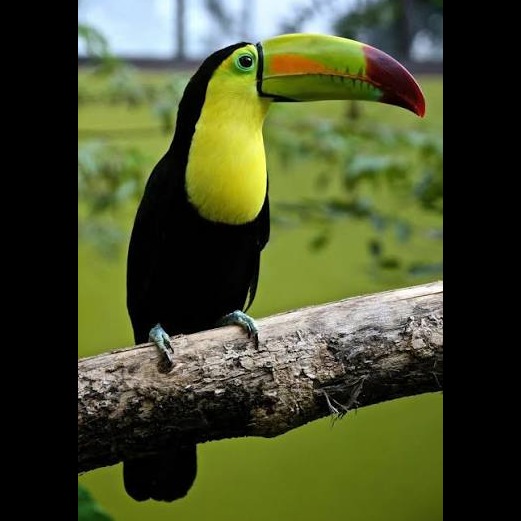 Wild Bryde Sulfur-Breasted Toucan Earrings Full-Body, Hallmark Photo, Species Photo - Unofficial Wild Bryde Collector's Guide