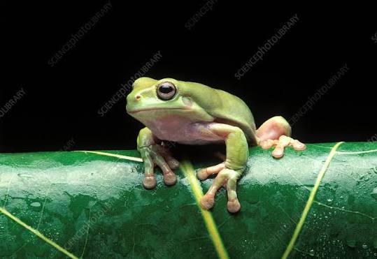 Wild Bryde Chorus Frog Earrings Whimsical, Landscape, Hallmark Photo - Unofficial Wild Bryde Collector's Guide