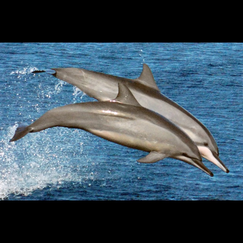 Wild Bryde Spinner Dolphin Earrings Full-Body, Framed, Pairs and Families - Unofficial Wild Bryde Collector's Guide
