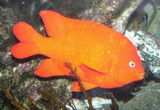 Wild Bryde Garibaldi Fish Earrings Full-Body, Species Photo - Unofficial Wild Bryde Collector's Guide