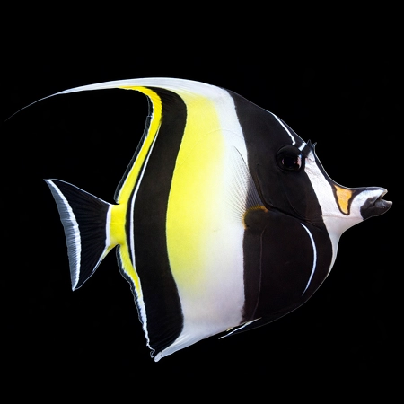 Wild Bryde Moorish Idol Earrings Full-Body, Framed, Pairs and Families - Unofficial Wild Bryde Collector's Guide