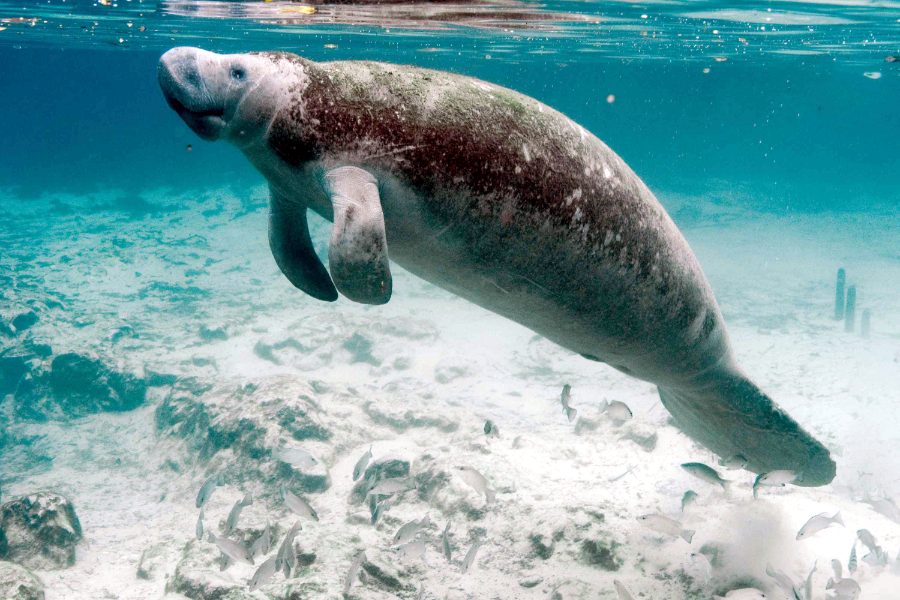 Wild Bryde West Indian Manatee Earrings Full-Body, Hallmark Photo, Species Photo - Unofficial Wild Bryde Collector's Guide