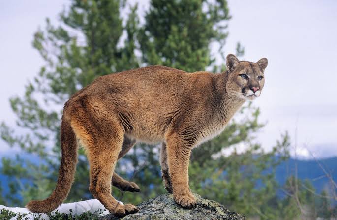 Wild Bryde Cougar Necklace Full-Body, Face Only, Framed - Unofficial Wild Bryde Collector's Guide