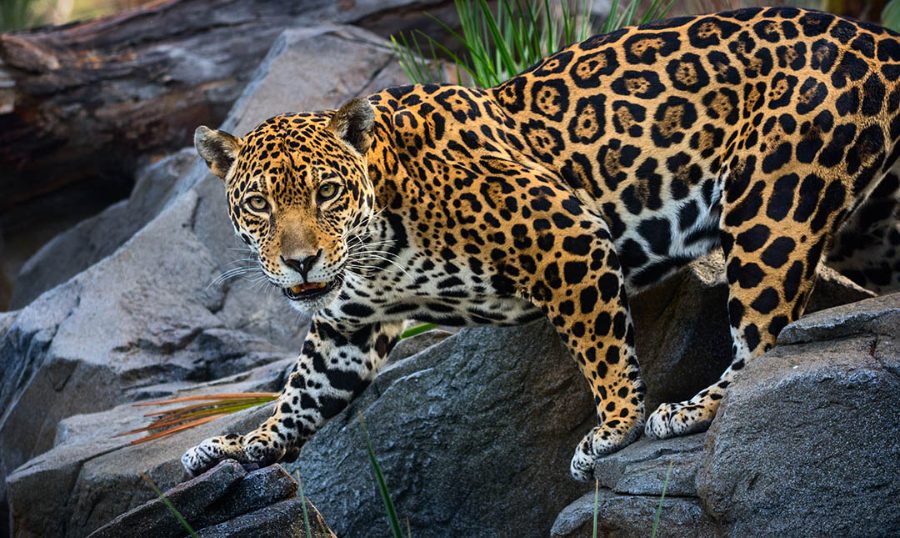 Wild Bryde Jaguar Earrings Full-Body, Hallmark Photo, Species Photo - Unofficial Wild Bryde Collector's Guide