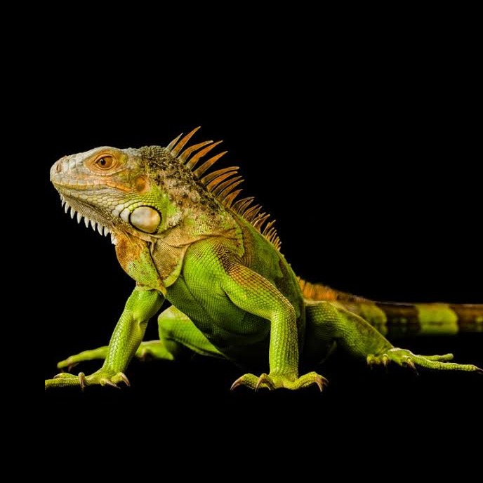 Wild Bryde Iguana Earrings, Pendant Full-Body, Whimsical, Hallmark Photo - Unofficial Wild Bryde Collector's Guide
