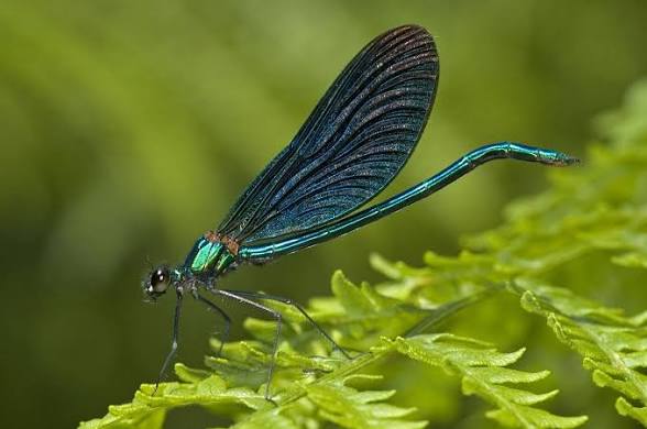 Wild Bryde Damselfly Earrings Full-Body, Framed, Species Photo - Unofficial Wild Bryde Collector's Guide