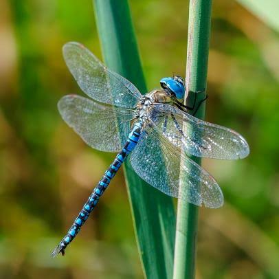 Wild Bryde Dragonfly Earrings, Pendant Full-Body, Hallmark Photo, Species Photo - Unofficial Wild Bryde Collector's Guide