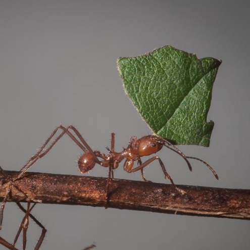 Wild Bryde Leaf-Cutter Ant Earrings Species Photo - Unofficial Wild Bryde Collector's Guide