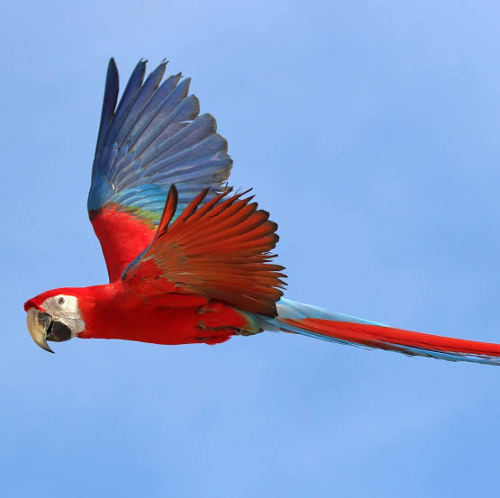 Wild Bryde Macaw Earrings Full-Body, Framed, Species Photo - Unofficial Wild Bryde Collector's Guide