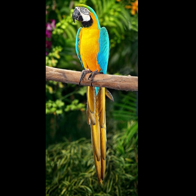 Wild Bryde Macaw Earrings, Pendant Full-Body, Framed, Species Photo - Unofficial Wild Bryde Collector's Guide