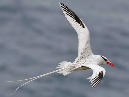 Wild Bryde Red Billed Tropicbird Earrings Species Photo, Theme Overlap - Unofficial Wild Bryde Collector's Guide