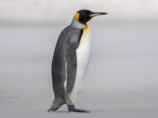 Wild Bryde King Penguin Earrings Full-Body, Whimsical, Species Ambiguous - Unofficial Wild Bryde Collector's Guide