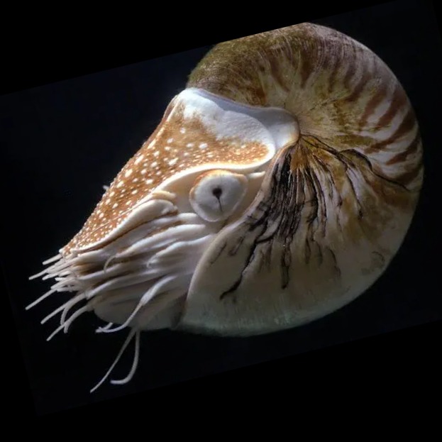 Wild Bryde Chambered Nautilus Earrings Full-Body, Whimsical, Hallmark Photo - Unofficial Wild Bryde Collector's Guide