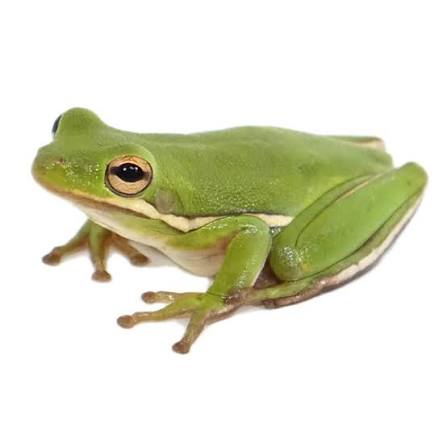 Wild Bryde Tree Frog Earrings, Pin Full-Body, Landscape, Hallmark Photo - Unofficial Wild Bryde Collector's Guide