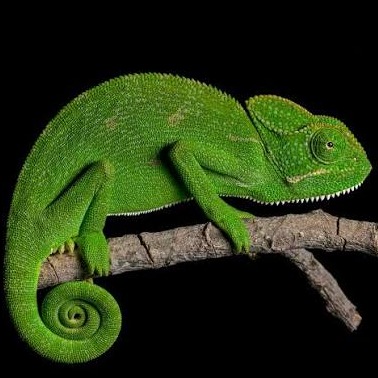 Wild Bryde Tree Frog & Poison Arrow Frog & Box Turtle & Leatherback Sea Turtle & Green Sea Turtle & Snake & Gecko & Chameleon & Other Frog Necklace Full-Body, Whimsical, Species Photo - Unofficial Wild Bryde Collector's Guide
