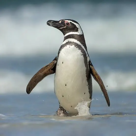 Wild Bryde Magellanic Penguin Earrings Full-Body, Naturalistic, Species Ambiguous - Unofficial Wild Bryde Collector's Guide