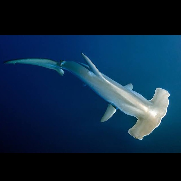 Wild Bryde Hammerhead Shark Earrings Full-Body, Framed, Pairs and Families - Unofficial Wild Bryde Collector's Guide