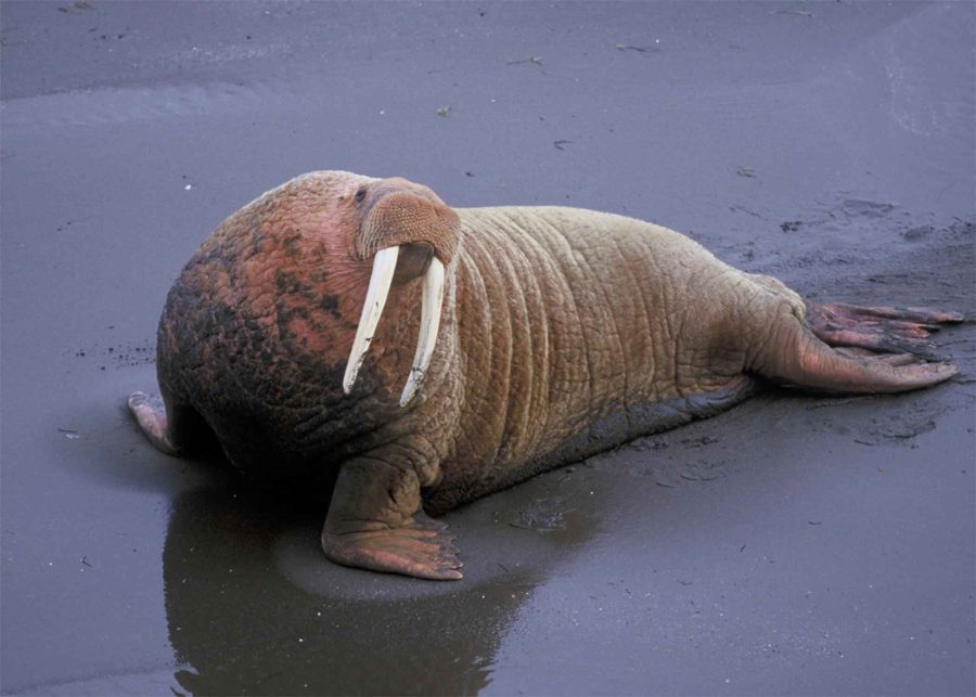Wild Bryde Walrus Brooch Full-Body, Whimsical, Hallmark Photo - Unofficial Wild Bryde Collector's Guide
