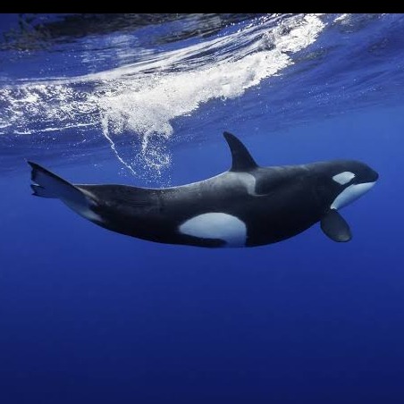 Wild Bryde Orca Earrings Full-Body, Hallmark Photo, Species Photo - Unofficial Wild Bryde Collector's Guide