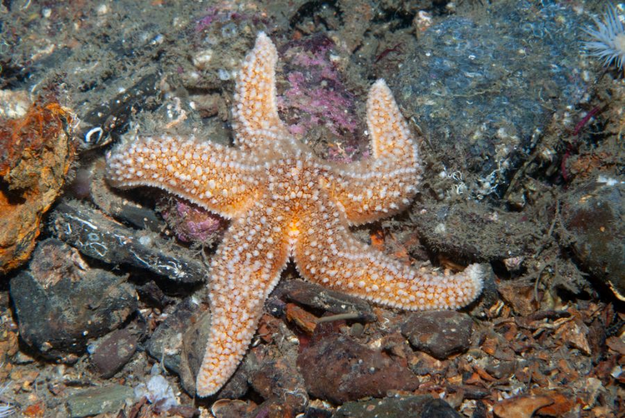 Wild Bryde Common Sea Star Earrings Whimsical, Full-Body, Hallmark Photo - Unofficial Wild Bryde Collector's Guide