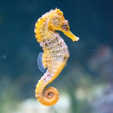 Wild Bryde Seahorse Earrings, Brooch, Pendant Full-Body, Hallmark Photo, Species Photo - Unofficial Wild Bryde Collector's Guide