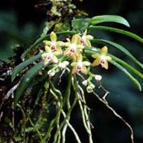 Wild Bryde Orchid Earrings Landscape, Species Photo - Unofficial Wild Bryde Collector's Guide