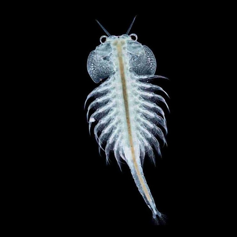 Wild Bryde Plankton Earrings Full-Body, Species Ambiguous, Whimsical - Unofficial Wild Bryde Collector's Guide