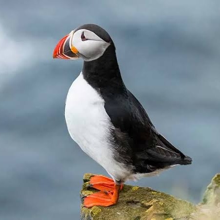 Wild Bryde Puffin Earrings Full-Body, Species Photo - Unofficial Wild Bryde Collector's Guide