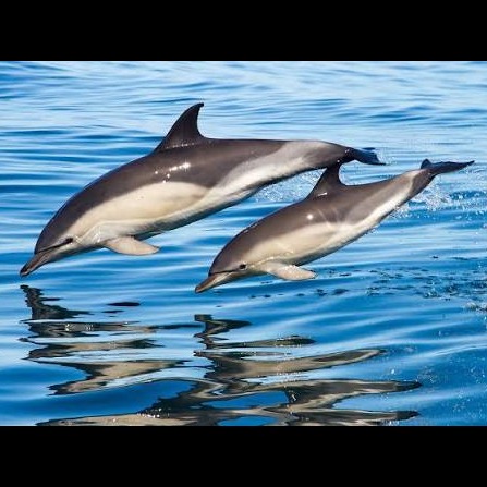 Wild Bryde Common Dolphin Earrings Pairs and Families, Full-Body, Species Photo - Unofficial Wild Bryde Collector's Guide