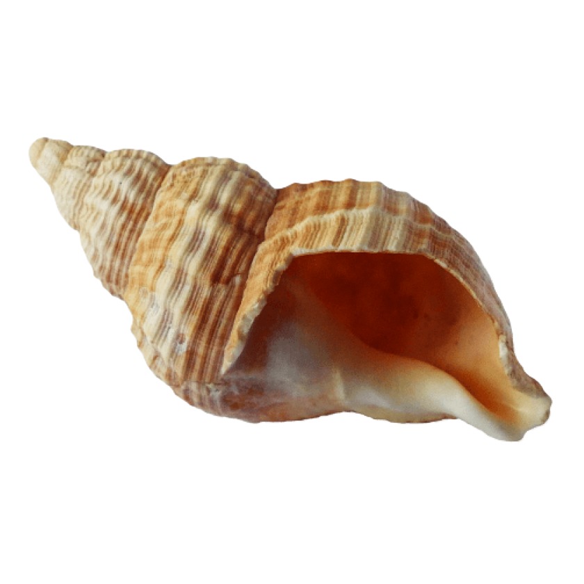 Wild Bryde Conch Earrings Full-Body, Hallmark Photo, Species Photo - Unofficial Wild Bryde Collector's Guide