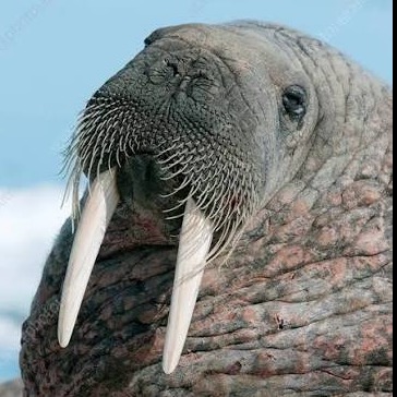 Wild Bryde Walrus Earrings Face Only, Framed, Species Photo - Unofficial Wild Bryde Collector's Guide