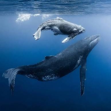 Wild Bryde Humpback Whale Brooch Full-Body, Framed, Pairs and Families - Unofficial Wild Bryde Collector's Guide