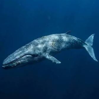Wild Bryde Humpback Whale & Blue Whale & Gray Whale Brooch, Earrings, Pendant Full-Body, Framed, Hallmark Photo - Unofficial Wild Bryde Collector's Guide
