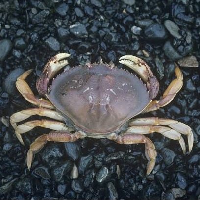 Wild Bryde Crab Earrings, Pin Full-Body, Framed, Naturalistic - Unofficial Wild Bryde Collector's Guide